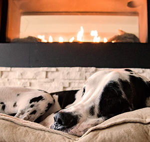 dog in front of gas logs from francis oil